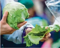  ?? Foto: Patrick Pleul, dpa ?? Nicht mehr als drei Köpfe pro Kunde: In Großbritan­nien wird der Salat rationiert. Schuld sind schlechte Ernten in Spanien.