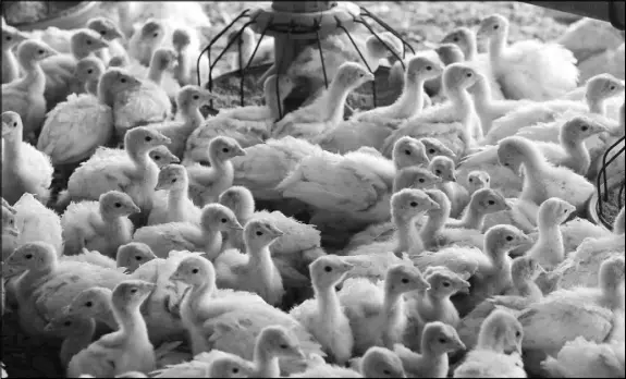  ?? LM OTERO / AP ?? Baby turkeys stand in a poultry barn Oct. 16 at Smotherman Farms near Waco, Texas. The farm is involved in a pilot project by Cargill’s Honeysuckl­e White brand that allows consumers to be able to find out where the turkeys they buy are raised.