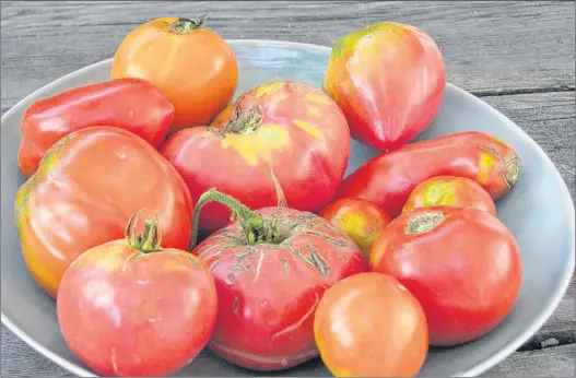  ??  ?? A plate of heirloom tomatoes grown and harvested in New Paltz, N.Y. Tomato was once considered an aphrodisia­c; whether or not this is true, these fruits are truly tasty.