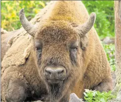  ?? Picture: Tom Cawdron ?? Bison will soon arrive