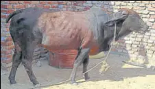  ?? HT PHOTO ?? The bull was sent to a cowshed with the hope that a worker will find the ornaments and return them.