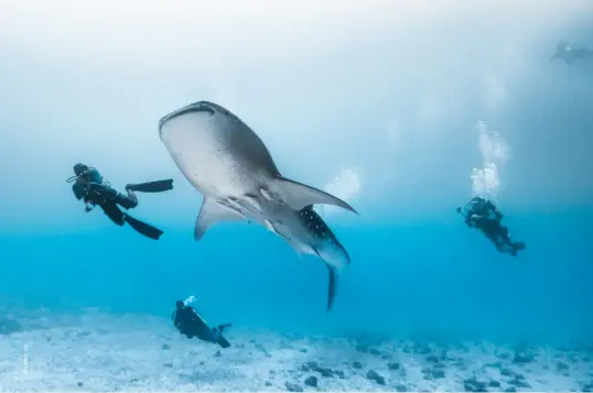  ?? ?? South Ari Atoll is known for its cleaning stations for whale sharks and manta rays