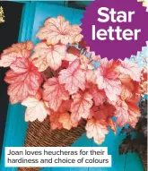  ??  ?? Joan loves heucheras for their hardiness and choice of colours