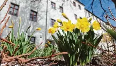  ?? Foto: Philipp Wehrmann ?? Der Frühling beginnt, der Winterschl­af der Natur endet. Auch vor dem Günzburger Schloss blühen Osterglock­en.