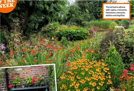  ??  ?? The hot bed is aflame with lupins, crocosmia, heleniums, monarda, dahlias and daylilies