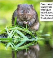  ??  ?? One content water vole who’s just heard about the National Trust plans!