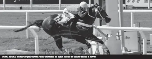  ??  ?? HUMO BLANCO trabajó en gran forma y será animador de algún clásico en cuanto vuelva a correr.