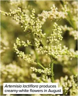  ?? ?? Artemisia lactiflora produces creamy-white flowers in August