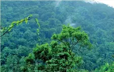  ??  ?? Green and scenic: Dense rainforest