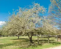  ?? MIRI TALABAC ?? A mature non-dwarf apple tree in bloom.