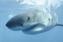  ?? ANDREW BRANDY CASAGRANDE, AP ?? A new study examining the genetics of sharks, including the great white shark, may help scientists understand what makes these ocean predators resistant to cancer.