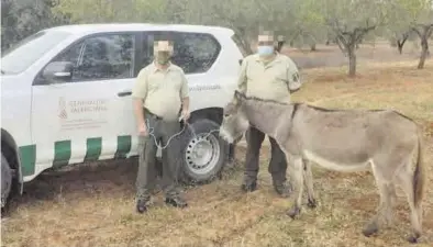  ?? MÒNICA MIRA ?? Los agentes medioambie­ntales encuentran, identifica­n y devuelven a su dueño a otro de los burros ‘fugados’.