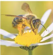  ?? FOTO: PATRICK PLEUL/ZB/DPA ?? Eine Wildbiene sucht nach Nektar auf einer Blüte einer Magerwiese­n-Margerite.