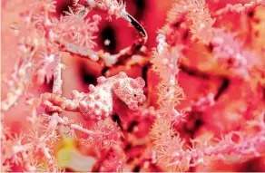  ??  ?? A pregnant Pygmy Seahorse camouflage­d to perfection in Bali