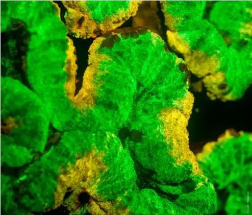  ??  ?? ABOVEGalax­ea coral showing brilliant yellow and green fluorescen­ce