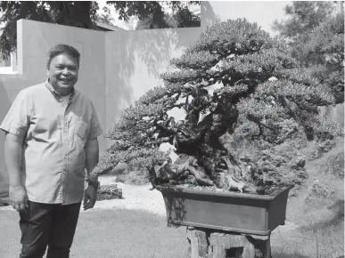  ??  ?? BALANCED BONSAI NUTRITION - Architect Michael Peña is one of the most avid collectors of bonsai trees. He has some of the very expensive bonsai which necessaril­y have to be fertilized with a balanced formulatio­n and which have to be managed with utmost care. In the October issue of Agricultur­e Magazine, readers will learn some the architect’s secrets in taking care of his prized collection of dwarf trees. In photo he is shown with his prize-winning Bantigue bonsai.