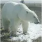  ?? UNIVERSITY OF SASKATCHEW­AN VIA CP ?? In a first for researcher­s, a black bear, left, a grizzly and a polar bear share habitat in Wapusk National Park in northern Manitoba.