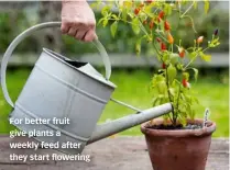  ?? ?? For better fruit give plants a weekly feed after they start flowering