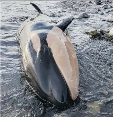  ?? MOWACHAHT/MUCHALAHT FIRST NATION ?? A 225-kilogram baby orca was found dead on Nootka Island by a hiker on Wednesday.