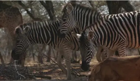  ?? DENIS FARRELL PHOTOS/THE ASSOCIATED PRESS ?? Melorani Safari, a former cattle ranch, has antelopes, warthogs and buffaloes in the reserve, as well as giraffes and zebras.