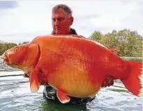  ?? Foto: Bluewater Lakes ?? Der 30 Kilo schwere Fisch ist eine Mischung aus Koi und Karpfen, ähnelt aber viel mehr einem Goldfisch.