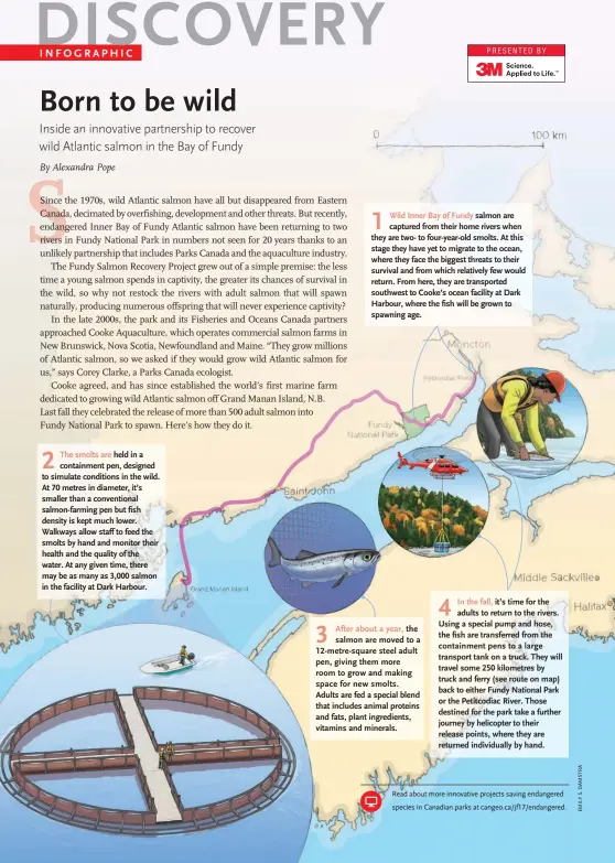  ??  ?? 1 Wild Inner Bay of Fundy salmon are captured from their home rivers when they are two- to four-year-old smolts. At this stage they have yet to migrate to the ocean, where they face the biggest threats to their survival and from which relatively few...