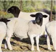  ?? ?? The Karoo’s indigenous shrubs give the lamb its distinctiv­e flavour.
This delicious (for a sheep) wild rosemary (kapokbossi­e in Afrikaans) is believed to be partly responsibl­e for Karoo lamb's distinctiv­e flavour.