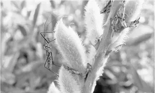  ?? KEVIN SPEAR/ORLANDO SENTINEL ?? At Split Oak forest, an assassin bug perches on a lupine plant. Whether a proposed expressway crosses the forest or veers along homes south of the revered nature tract will be decided this week by the region’s toll-road agency.