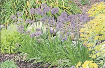  ?? [BAILEY NURSERIES] ?? The lavender flowers of Millenium allium bloom when many other perennials are finished for the year.