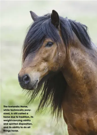  ??  ?? The Icelandic Horse, while technicall­y ponysized, is still called a horse due to tradition, its weight-carrying ability and spirited dispositio­n, and its ability to do all things horse.
AUDREY PAVIA is a freelance writer and the author of Horses for Dummies. She is based in Southern California.