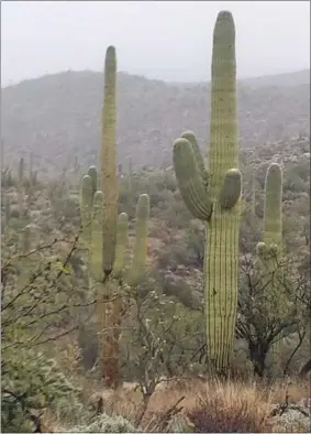  ?? BILL RETTEW - MEDIANEWS GROUP ?? A Saguaro cactus.