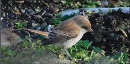  ?? Photo by Clarence Irrigoo Jr. ?? RED-BACKED SHRIKE– Clarence Irrigoo Jr. observed and photograph­ed this rarity repeatedly near the village where it remained for 19 days in October 2017. Paul Lehman, a renowned expert on bird distributi­on, was in Gambell at the time and determined this was the first and only documented record of the species in North America.
Like its relative the northern shrike which breeds and sometimes winters in our region, this little shrike is a predatory song bird that hunts insects, voles, shrews and small songbirds. Red-backed shrikes winter in eastern and southern Africa and breed no closer to North America than central Siberia.