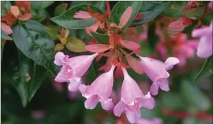  ??  ?? Plant of the week - Abelia ‘Edward Goucher’