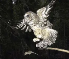  ?? Don Ryan, Associated Press file ?? A northern spotted owl flies after an elusive mouse jumping off the end of a stick in the Deschutes National Forest near Camp Sherman, Ore., in 2003.