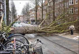  ?? PETER DEJONG / ASSOCIATED PRESS ?? A man picks up his gloves after his scooter was hit by a falling tree uprooted by heavy winds in Amsterdam, Netherland­s, on Thursday. Seven people in the Netherland­s and elsewhere in Europe were killed by falling trees.