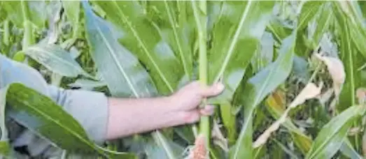  ?? ?? Monitoreo. Los insectos chupadores han sido históricas plagas en la agricultur­a argentina, pero para todas se encontró una solución.