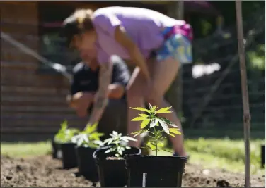  ?? (AP/Seth Wenig) ?? Marijuana plants for the adult recreation­al market are spaced out prior to being planted at Homestead Farms and Ranch in Clifton Park, N.Y., early last month.