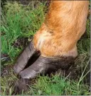  ?? ?? Cattle can have hoof problems at grass.