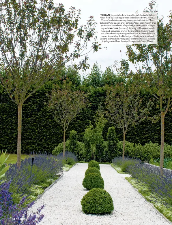  ??  ?? THIS PAGE Buxus balls dot a lime-chip path flanked with four Malus ‘Red Top’ crab apple trees underplant­ed with Lavandula ‘Grosso’ and white creeping thyme; pyramid-shaped Malus ‘Ballerina Polka’ apples grow behind a Malus ‘Jack Humm’ crab apple at the far end with a feijoa hedge linking to the potager beyond. OPPOSITE (from top) An army of Thuja occidental­is ‘Smaragd’ occupies a lawn at the end of the driveway; black pots planted with square-topped buxus sit at the end of each mown strip while a double hedge of Portuguese laurel and Leyland cypress below the poplar shelter belt ensure the area is well-guarded from the wind. Margie and Owen Waters.