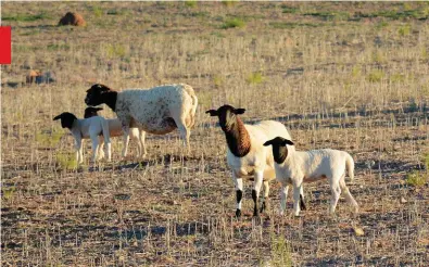  ?? FOTO: AMELIA GENIS ?? Kenners meen boere behoort dit te oorweeg om, byvoorbeel­d, Namakwa-Afrikaners en Dorpers te kruisteel om vir albei rasse se voordelige eienskappe in ’n veranderen­de klimaat te selekteer.