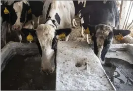  ?? LAUREN JUSTICE — THE WASHINGTON POST ?? Cows drink out of an icy water trough at a dairy in Ripon, Wisconsin, on Thursday.