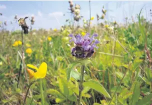  ??  ?? Selfheal has been used in many beneficial ways