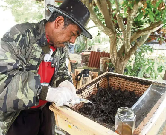  ??  ?? Beekeeper Jasmin Jasin from Melaka extracting honey from a hive of stingless bess. — Filepic