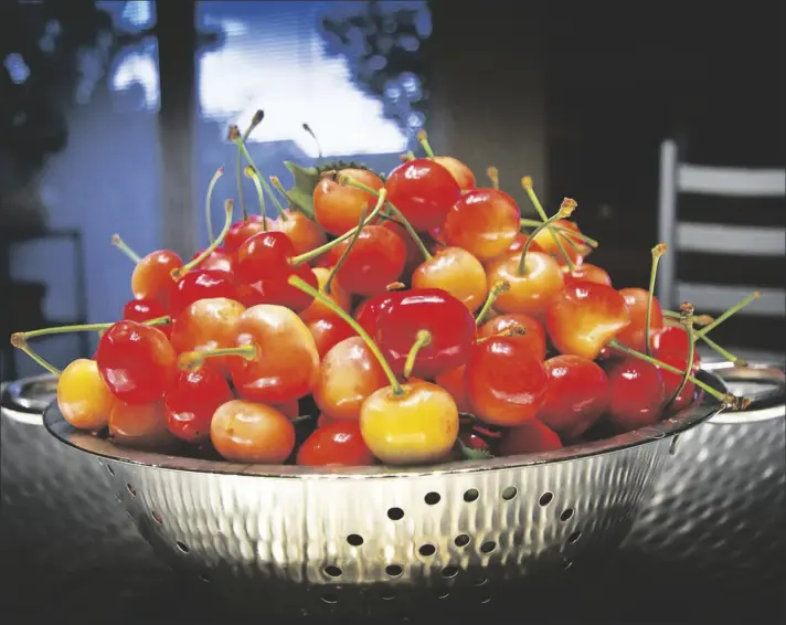  ?? PHOTO BY MICHELLE BLACKWOOD ?? A BARBADOS CHERRY produces fruit with the highest amount of vitamin C of any fruit. Its fruit can be eaten raw, juiced or made into jam.