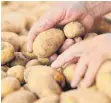  ?? FOTO: DPA ?? Kartoffeln der Sorte Annabelle: Verbrauche­r müssen sich auf mehr fleckige und schrumpeli­ge Erdäpfel einstellen.