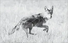  ?? PAUL CARTER
THE ASSOCIATED PRESS FILE PHOTO ?? The City of Montreal has set up a hotline for people to report coyote sightings.