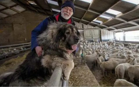  ?? FOTO TOM PALMAERS ?? “Boss is een Macedonisc­he herder van bijna 70 kg. Het enige wat hij doet is de schapen beschermen”, zegt Johan Schouteden.