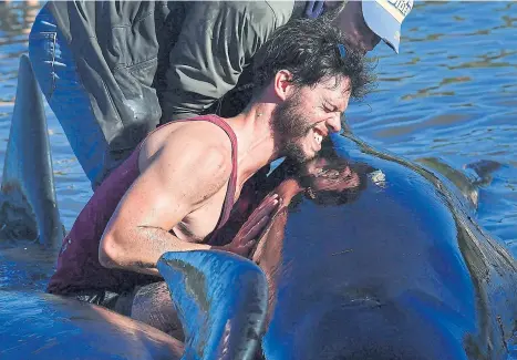  ?? AFP ?? A volunteer cares for a pilot whale during a mass stranding at Farewell Spit. More than 200 whales which became stranded on New Zealand’s notorious Farewell Spit over the weekend have been able to refloat themselves.