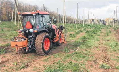  ?? SUBMITTED ?? Josh Mayich planted 17,500 hop plants on his 22-acre hop farm in Mount Albion in August, and is looking to plant more on 30 acres next year.