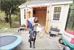  ??  ?? Dannielle Sidaoui stands with her Nigerian goats outside a shed at her home in Guilford on Friday.